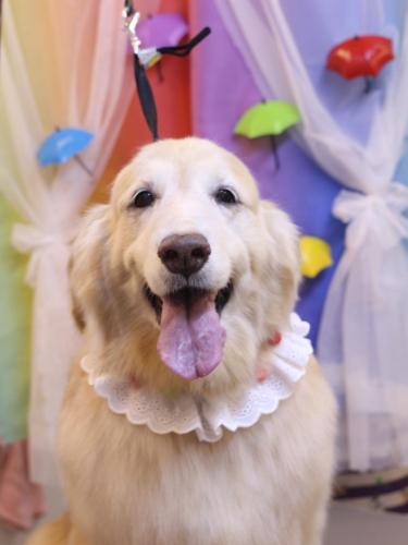 20230604みるくちゃん